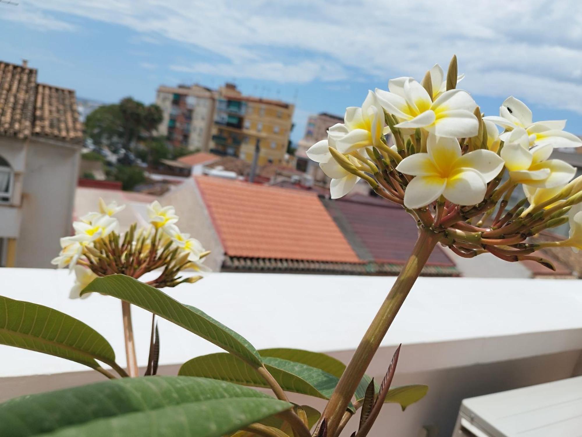 Apartamento Plumaria Malaga Bagian luar foto